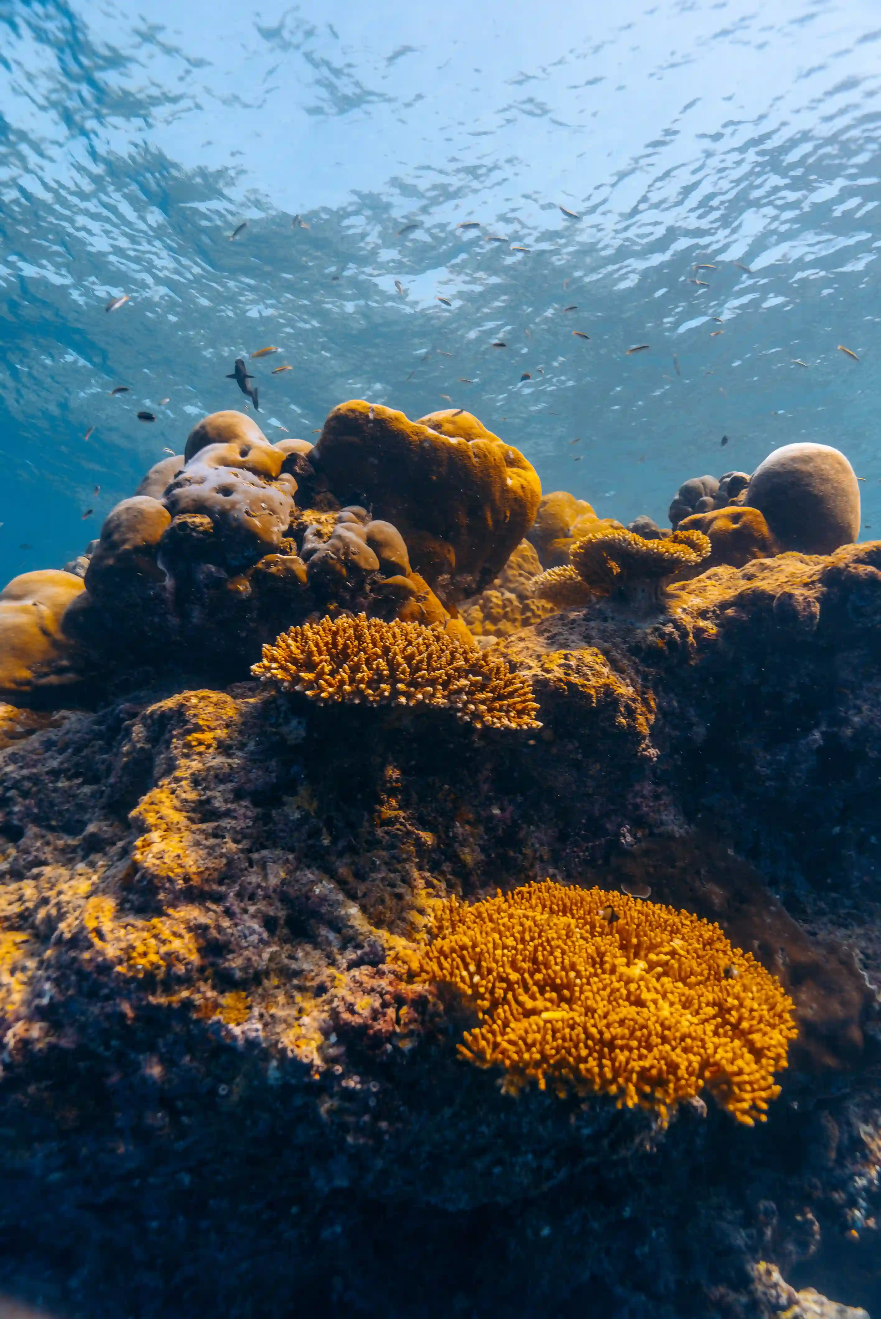Maldives Corals