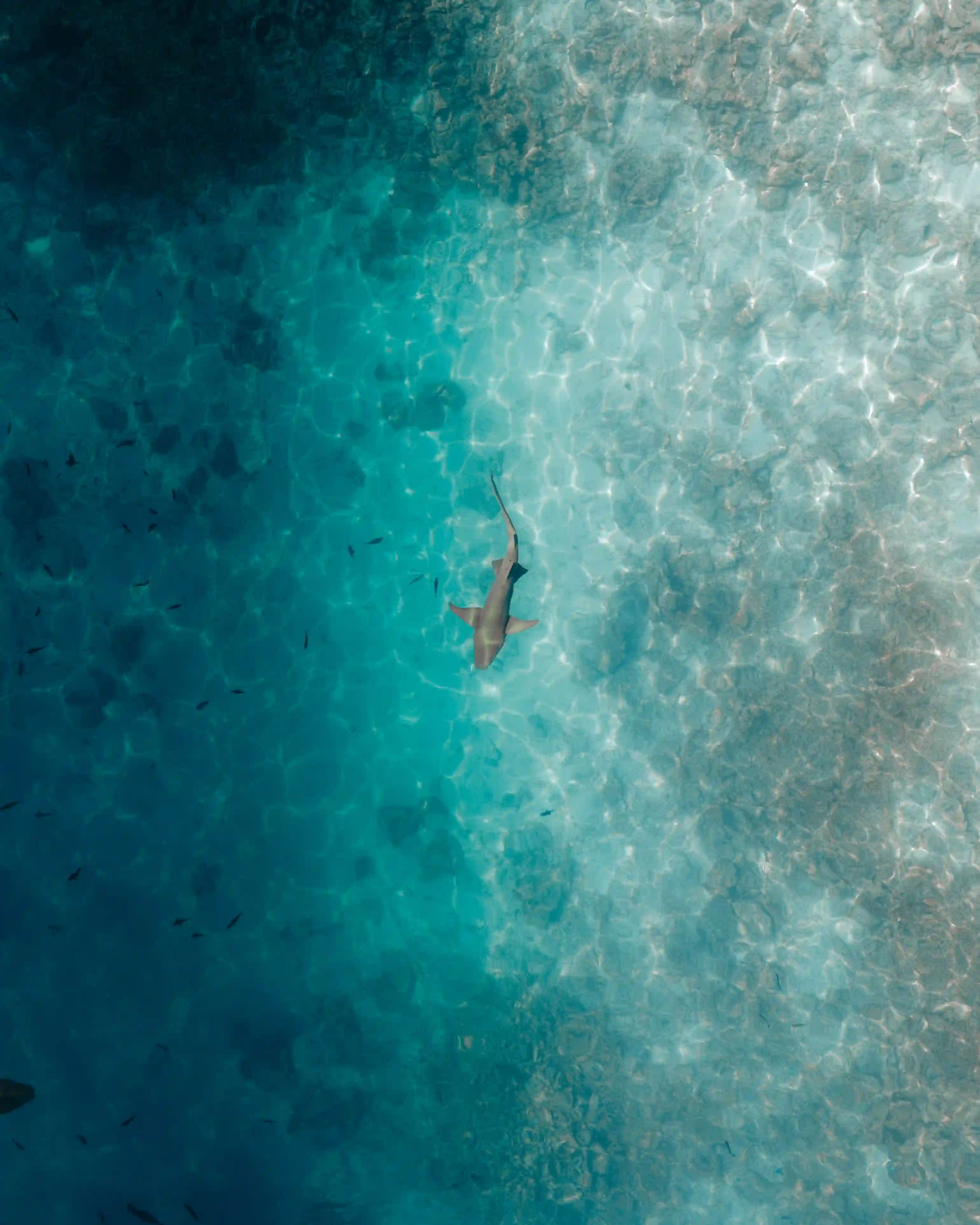 Maldives Shark