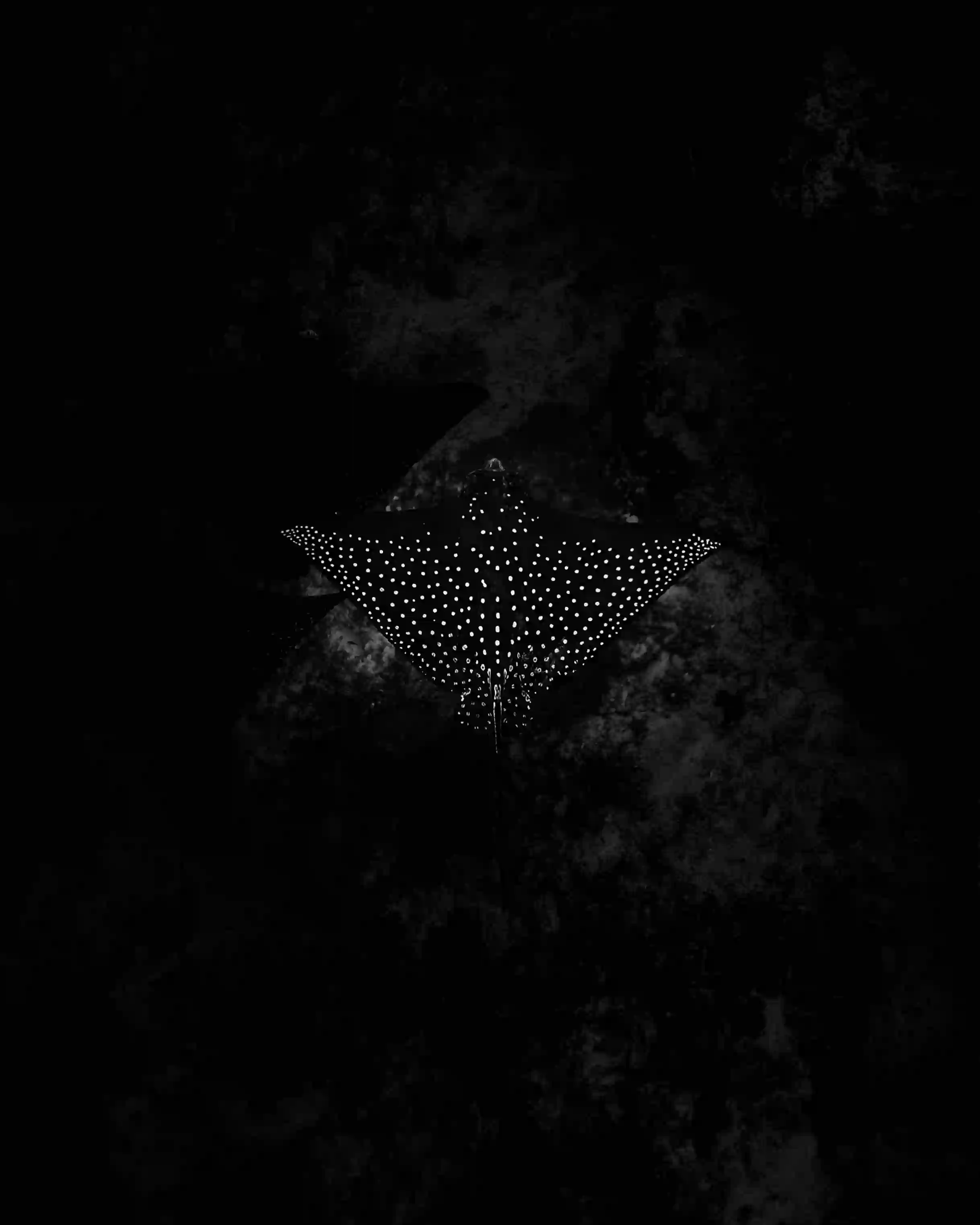 Spotted Eagle Ray B&W