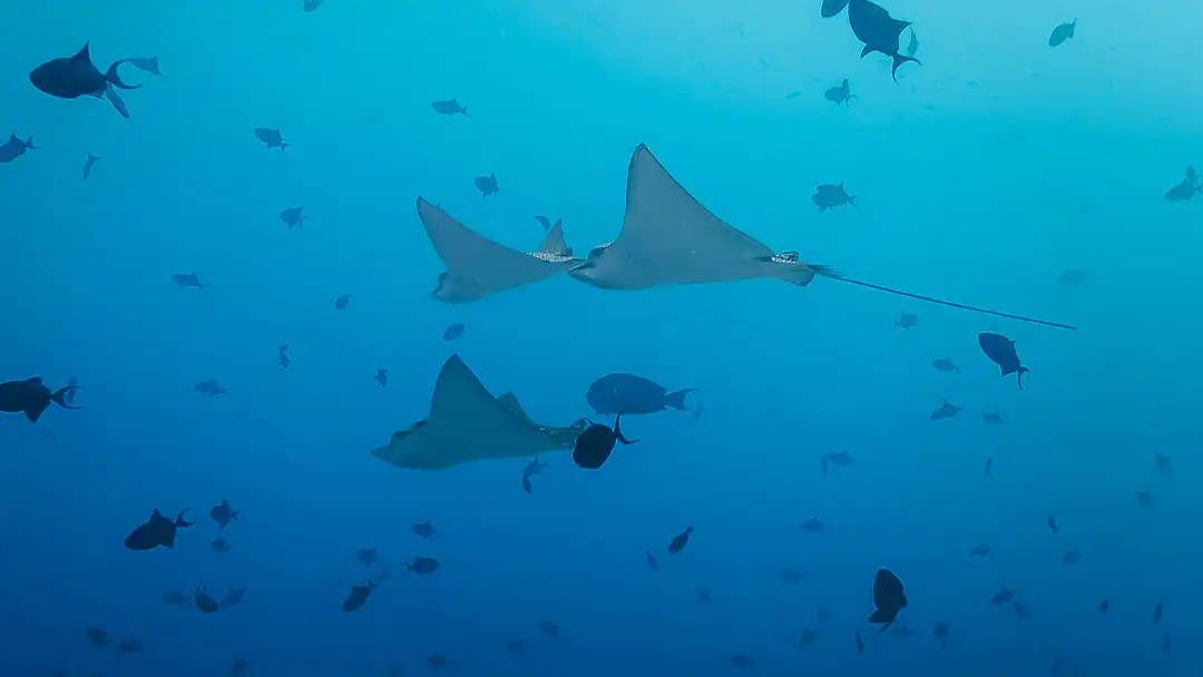 Maldives Dive Center